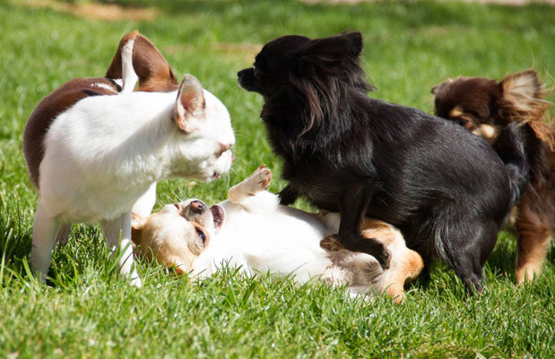 Chihuahuas von den kleinen Piraten