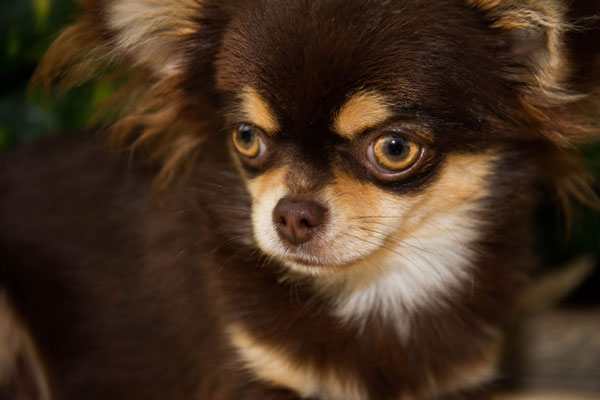 Chi-Love.de | Pedigree | Fachbegriffe und Abkuerzungen | Foto: Chihuahuas von den kleinen Piraten