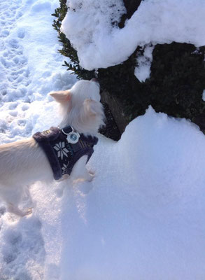 Chi-Love.de | BLOG | Magazin | Chihuahuas im Schnee | Schneeparade 2016
