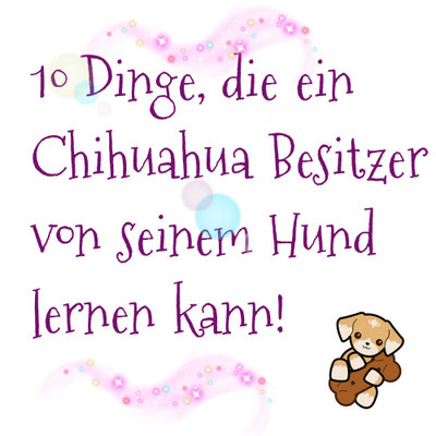 Chi-Love.de | BLOG | Magazin | 10 Dinge ... | by Swiffer Chihuahua 