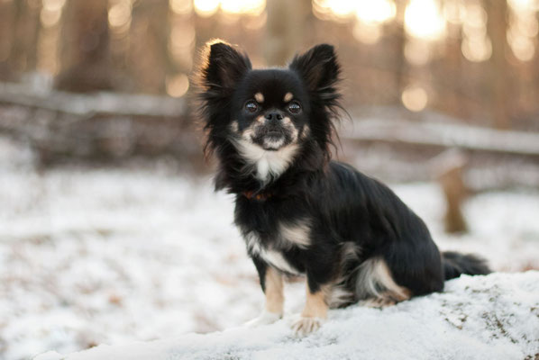 Chi-Love.de | BLOG | Magazin | Chihuahuas im Schnee | Schneeparade 2016