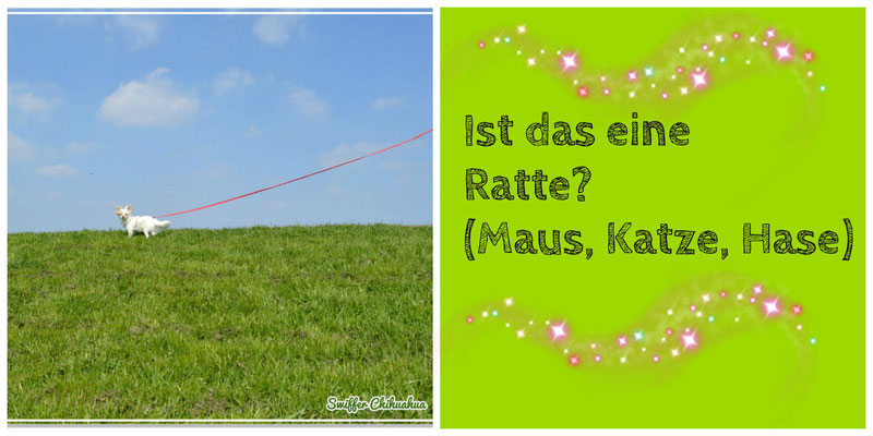 Chi-Love.de | BLOG | Magazin | 10 Dinge ... by Swiffer Chihuahua | 10 Dinge die ein Chihuahua Besitzer im neuen Jahr nicht hören möchte