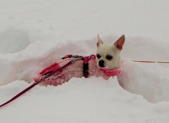 Chi-Love.de | BLOG | Magazin | Chihuahuas im Schnee | Schneeparade 2016