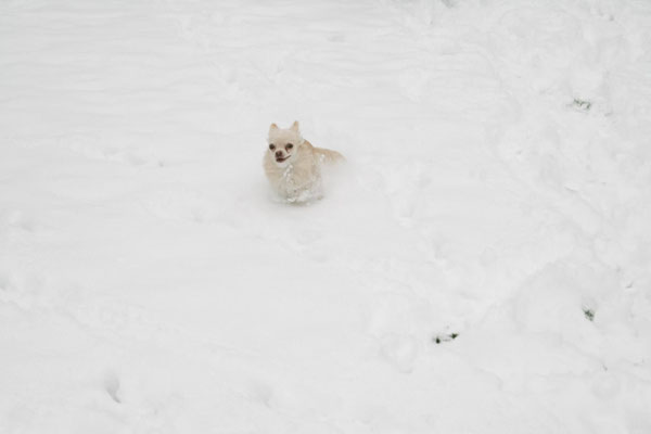 Chi-Love.de | BLOG | Magazin | Chihuahuas im Schnee | Schneeparade 2016