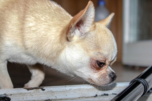 Chi-Love.de | Pedigree | Fachbegriffe und Abkuerzungen | Foto: Chihuahuas von den kleinen Piraten