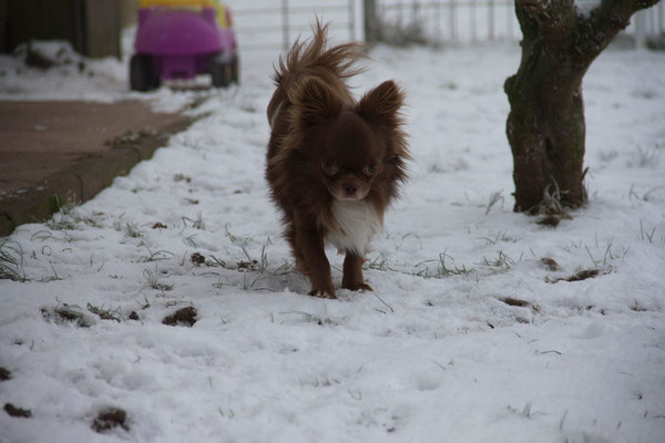 Chi-Love.de | BLOG | Magazin | Chihuahuas im Schnee | Schneeparade 2016