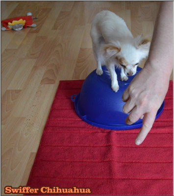 Chi-Love.de | BLOG | Magazin | Chihuahua | Beschaeftigung-bei-schlechtem-Wetter