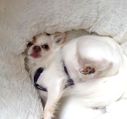 Chi-Love.de | Darf der Hund auf Sofa und Bett?  | Foto: Swiffer Chihuahua 