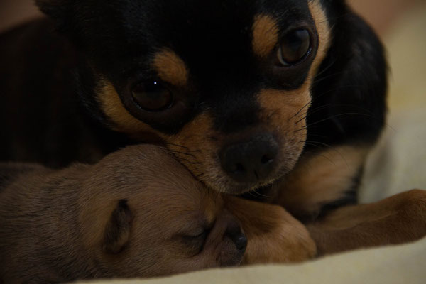 Chi-Love.de |Chihuahuahündin säugt Welpen