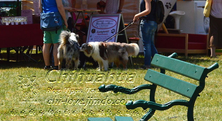 Chi-Love.de | Veranstaltungskalender für Mensch und Hund | Die Seite für Chihuahua-Eltern! 