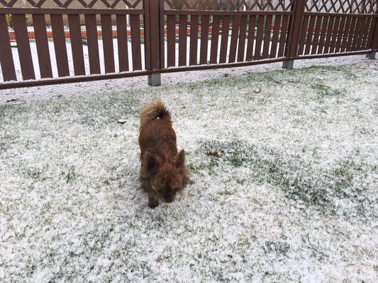 Chi-Love.de | BLOG | Magazin | Chihuahuas im Schnee | Schneeparade 2016