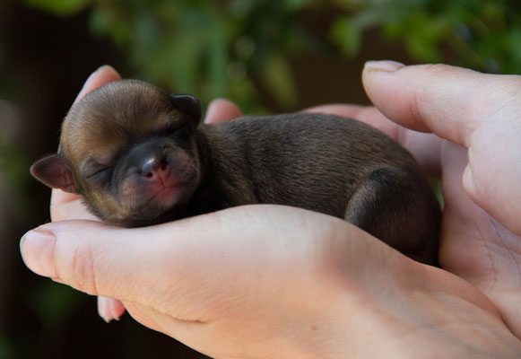 Chi-Love.de | Trächtigkeit und Geburt beim Chihuahua| Chihuahuawelpen