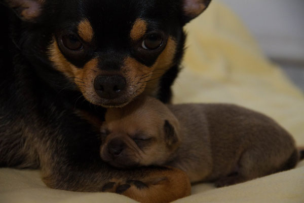 Chi-Love.de |Chihuahuahündin säugt Welpen