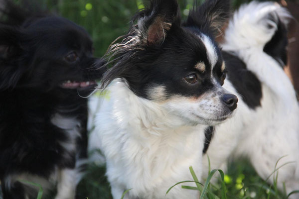 Chi-Love.de | Pedigree | Fachbegriffe und Abkuerzungen | Foto: Chihuahuas von den kleinen Piraten