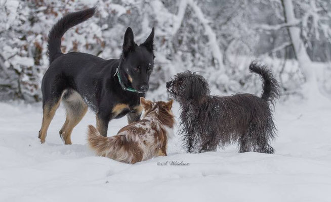 Chi-Love.de | BLOG | Magazin | Chihuahua-Schneeparade 2016 | Chihuahuas im Schnee 