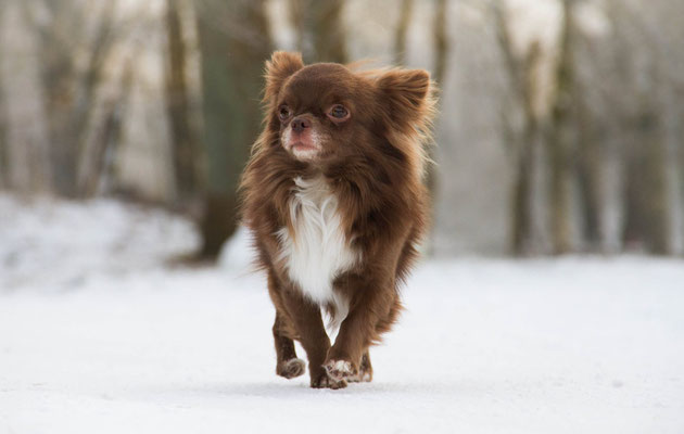 Chi-Love.de | BLOG | Magazin | Chihuahuas im Schnee | Schneeparade 2016