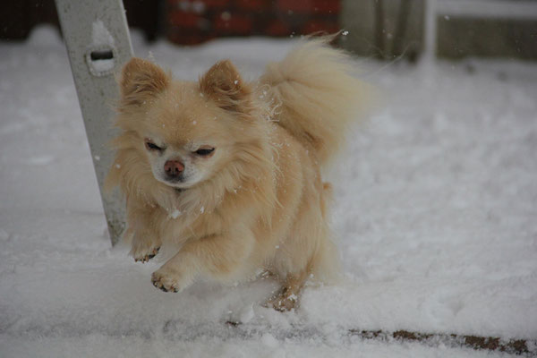 Chi-Love.de | BLOG | Magazin | Chihuahua-Schneeparade 2016 | Chihuahuas im Schnee 