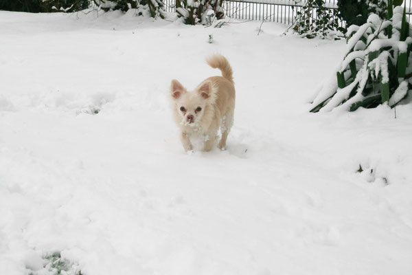 Chi-Love.de | BLOG | Magazin | Chihuahuas im Schnee | Schneeparade 2016