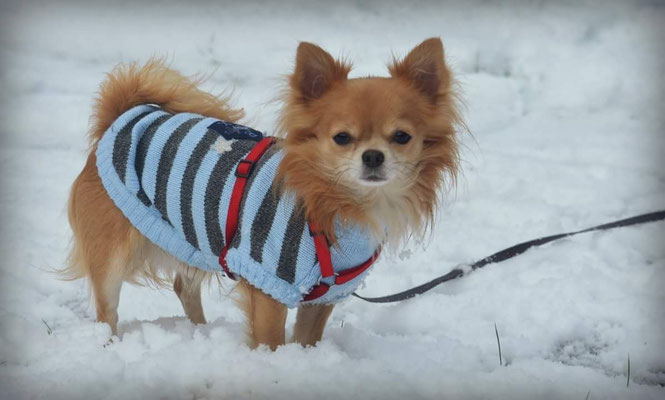 Chi-Love.de | BLOG | Magazin | Chihuahuas im Schnee | Schneeparade 2016