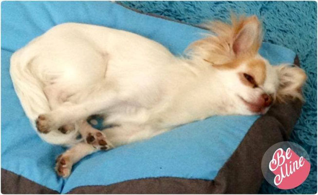 Chi-Love.de | Darf der Hund auf Sofa und Bett?  | Foto: Swiffer Chihuahua 