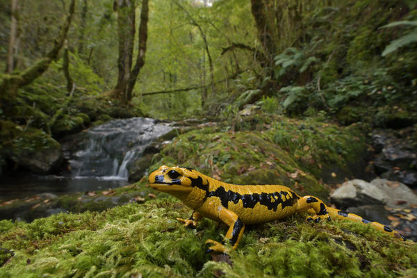 Salamandre au ruisseau de la Génie