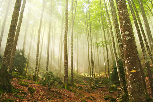 Forêt de Trescrouts Saint-Pé-de-Bigorre