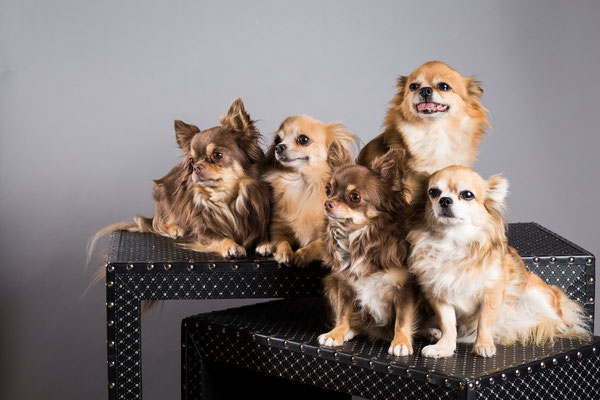 Tierfotografie, Hundeportrait, Hunde, Chihuahua, Fotostudio
