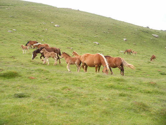 Les chevaux en liberté