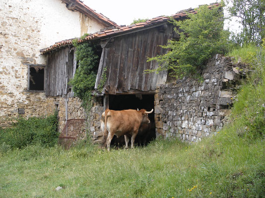 logis pour jolie vache