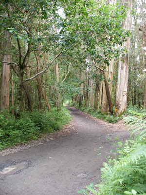 La   forêt d'Eucalyptus