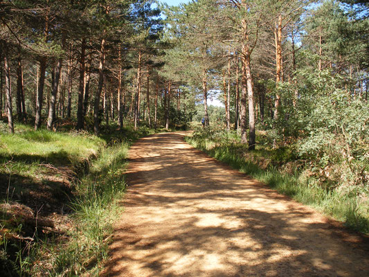 En forêt