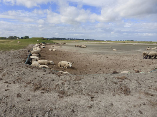 Dodo pour les moutons