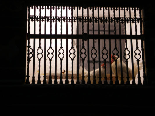 Les coqs  dans la cathédrale ,  San Domingo de la Calzada