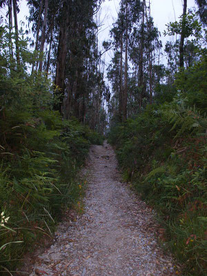 Nous sommes dans la  forêt d'Eucalyptus