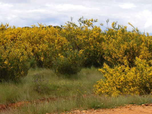 Des paysages fleuris