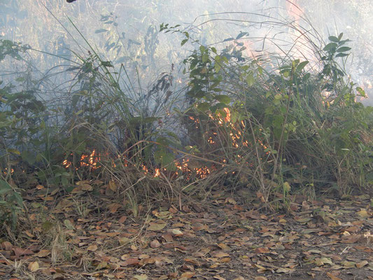 künstlich herbeigeführter Buschbrand, damit die Tiere nach dem Monsun wieder Nahrung finden