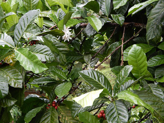 Kaffee mit Blüte in der Tropical Fruit Farm