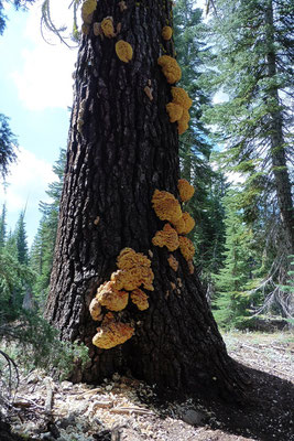 Seltsame Pilze an einem abgestorbenen Baum