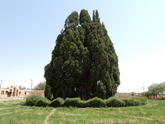 4000 Jahre alte Zypresse in Abarkuh