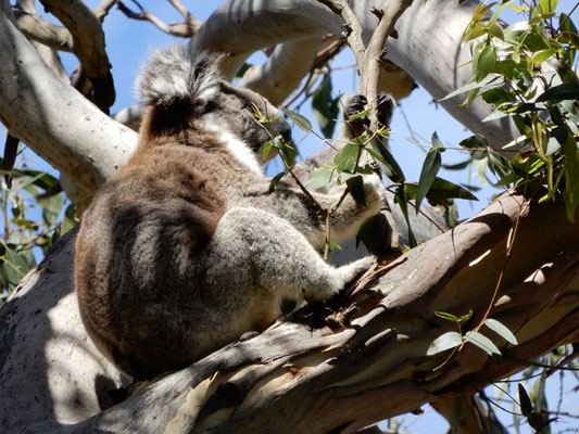 Koala im Campingplatz