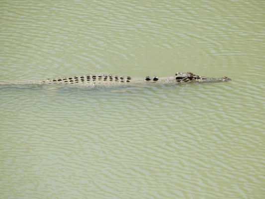 Krokodile im East Alligator River bei Cahills Crossing