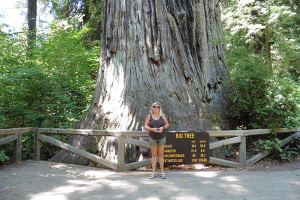 Redwood Nationalpark - der grösste Baum dort