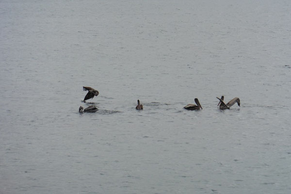 Bodega Bay - Pelikane