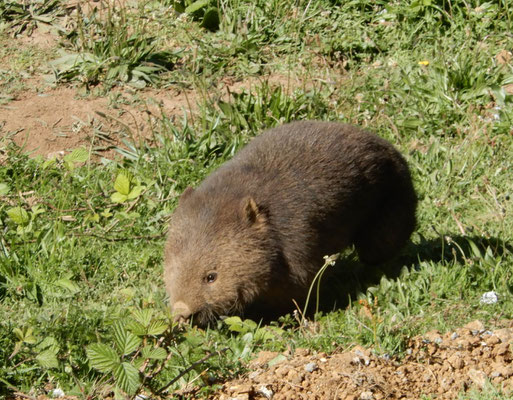 Trowunna Wildlife Park - Wombat