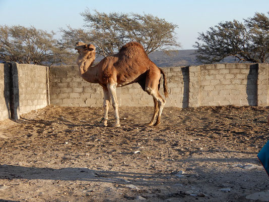 Kamelbulle auf der Kamelfarm