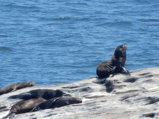Seehunde auf Diaz Point