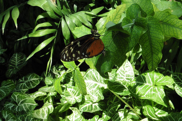 Calgary Zoo - Schmetterlinge