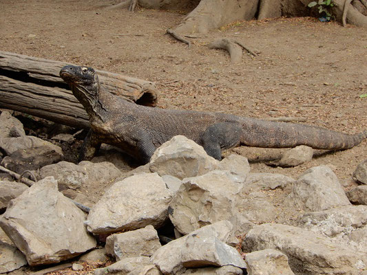 Komodo-Waran am Wasserloch