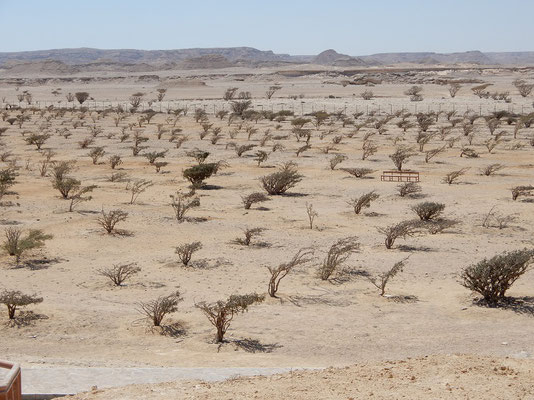 Weihrauchbäume im Wadi Dawkah