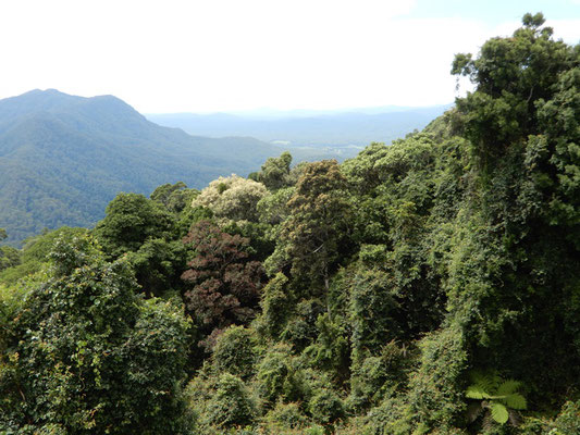 Aussicht von Rainforest Lookout bei Dorrigo